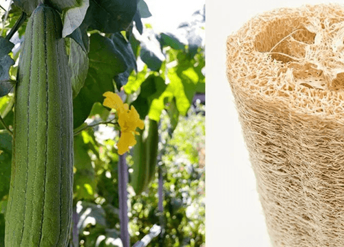 Loofah