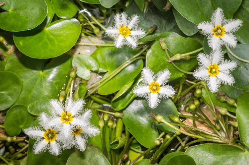 white water snowflake