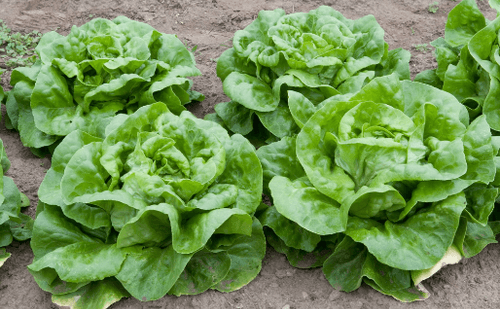 lettuce