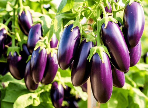 Eggplant