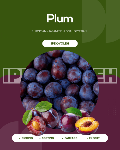 Plum