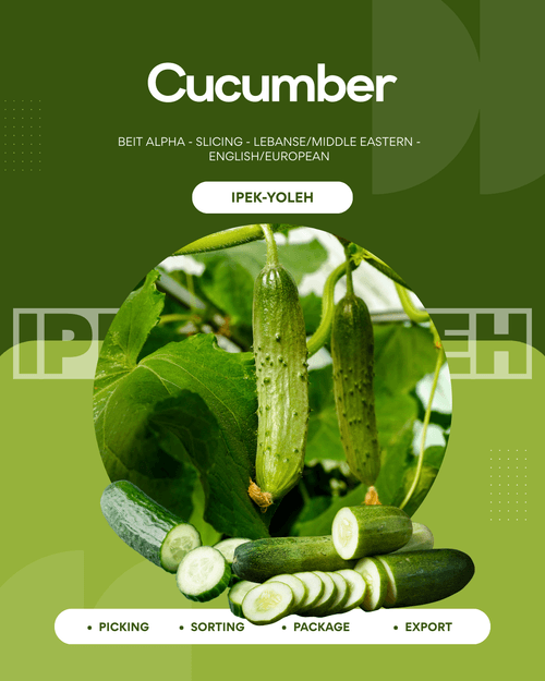 Cucumber