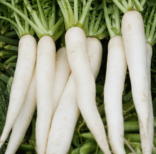 radish