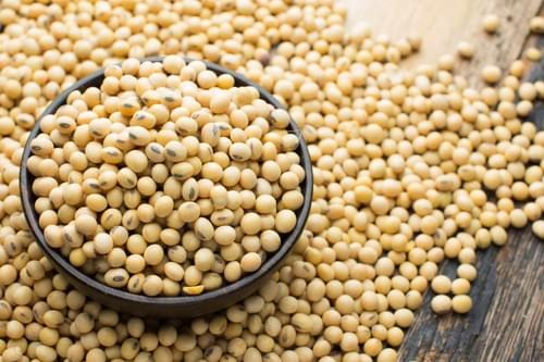 soy bean