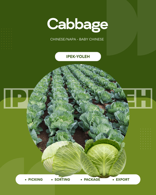 Cabbage