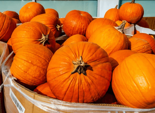 pumpkin