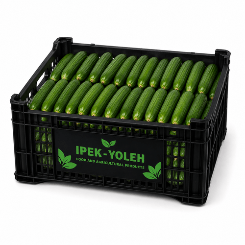 Cucumber