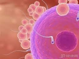 卵母細胞質量 | Oocyte Quality