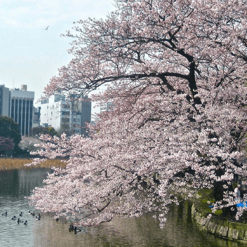 【賞櫻東京五日遊】關東賞櫻圖鑑|老孩子旅遊