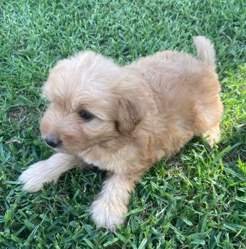 Claremont Puppies and Pets