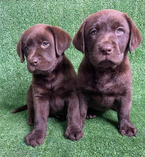 Chocolate Labrador in Perth Western Australia