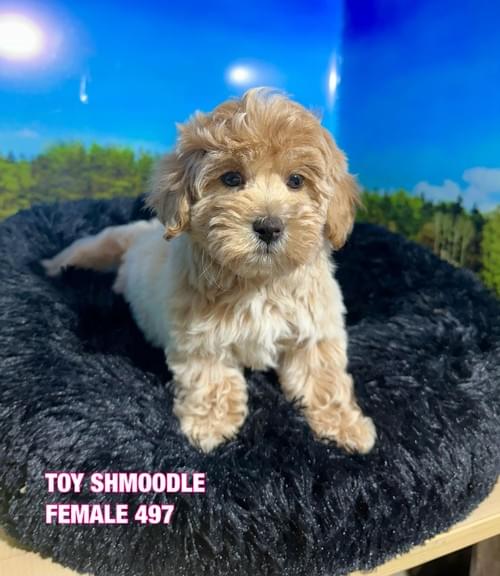 Claremont Puppies and Pets