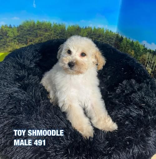 Claremont Puppies and Pets