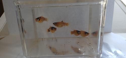 Bumble Bee Platy
