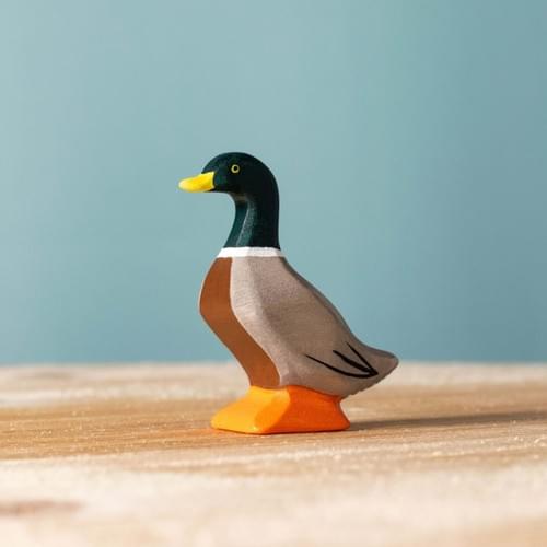 站挺挺的綠頭鴨 Mallard Duck