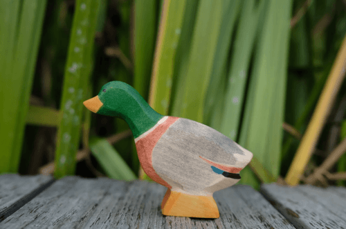 伸長脖子的公鴨 Duck male stretched