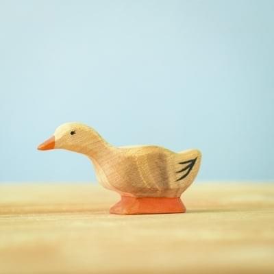 好奇鴨 Curious Domestic Duck