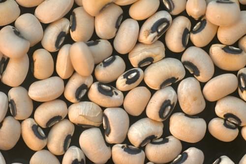 Black - Eyed Beans of Feneos