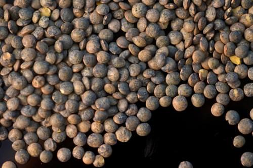 Puy Lentils