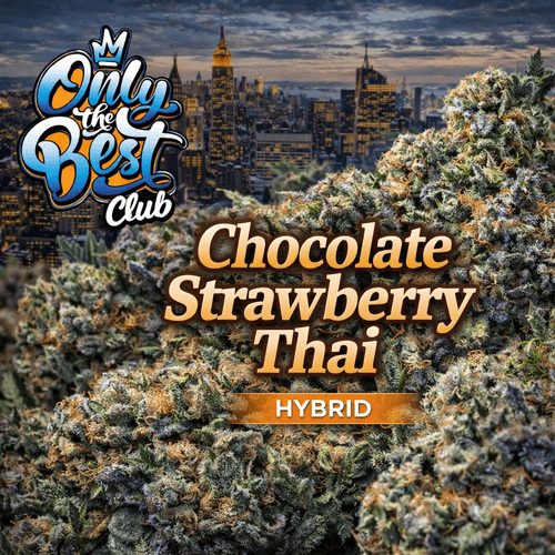Chocolate Strawberry Thai | by OTB |25% THC | HYBRID