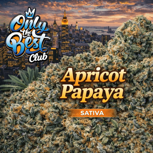 Apricot Papaya | by OTB | 30% THC | SATIVA