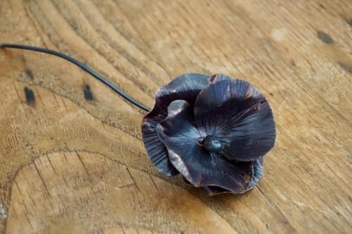 Single Copper Poppy