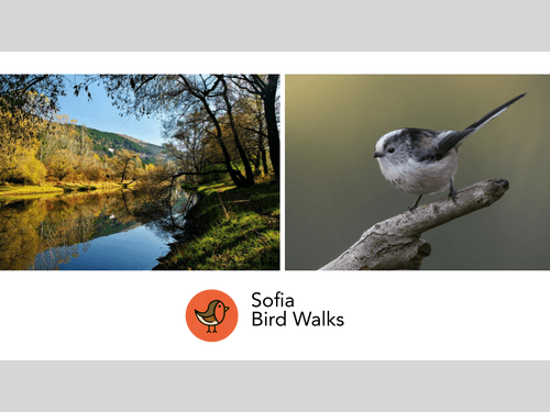 Когато езерото се събуди – птиците на Панчарево - Sofia Bird Walks - 21.03.2026 (Втора разходка)