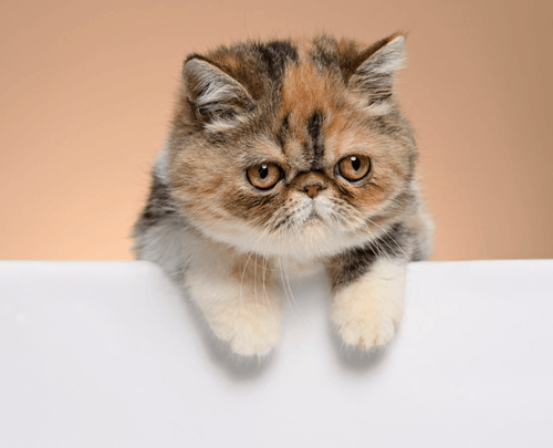 预约看猫 Appointment to see cats