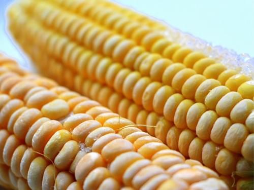IQF Sweet Corn on the COB