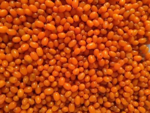 IQF Sea Buckthorn