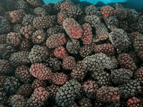 IQF Blackberries