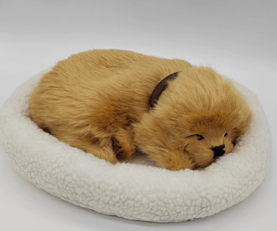 Golden Retriever - Breathing