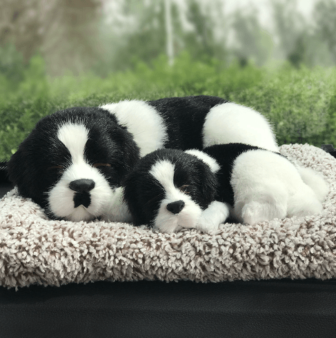 Border Collie - Mother and baby