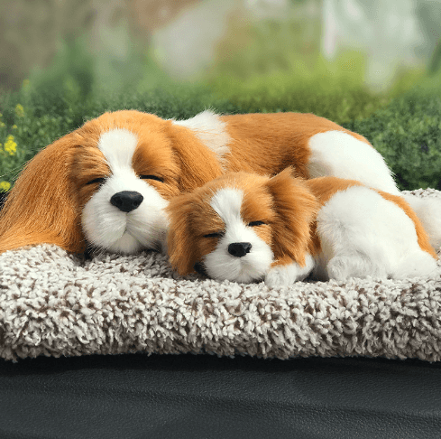 King Charles Spaniel - Mother and baby