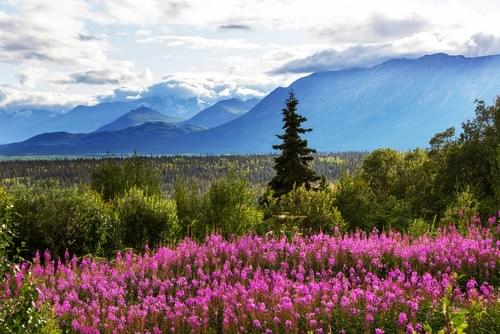 NEW: Alaska Adventure & Cruise! - May 31 to June 14, 2027