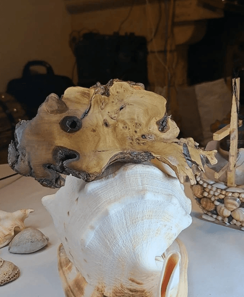 قطعة فنية طبيعية نادرة على شكل سمكة، تشكّلت بالكامل بفعل الطبيعة من جذع خشبي قديم دون أي تدخل نحتي أ