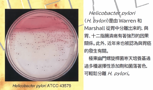 極東公司 H. pylori Agar 幽門螺旋桿菌培養基