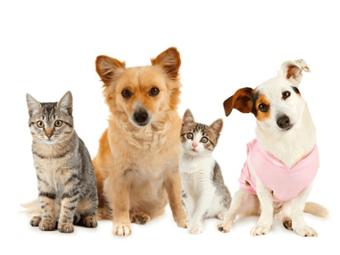 寵物疾病快速檢測試劑(Rapid Test)— 犬貓常見疾病篩檢方案