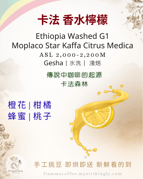 衣索比亞 香水檸檬 瑰夏/藝伎