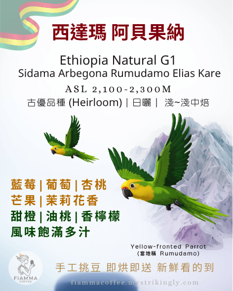 衣索比亞 西達瑪 阿貝果納