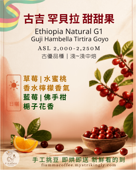 衣索比亞 古吉 甜甜果