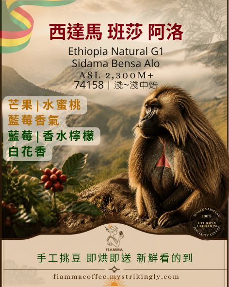 衣索比亞 西達馬 班莎 阿洛