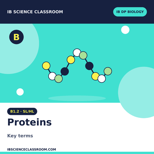 B1.2 SL/HL BIOLOGY PROTEINS KEYWORDS