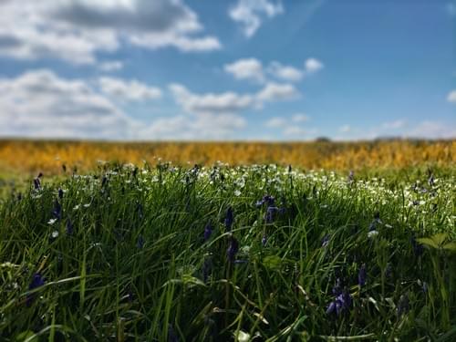 18/7/26 10am Forest Bathing - Fruits of Nature 