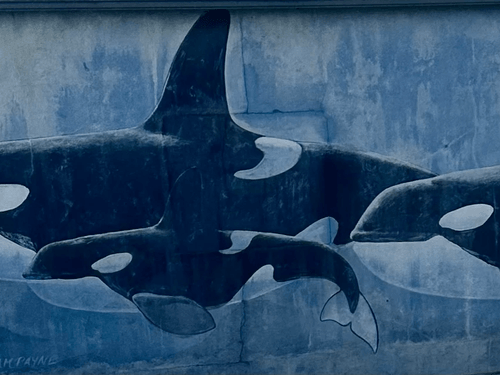 2. Orcas