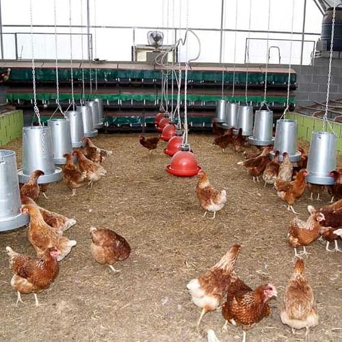 Gestión Diaria y Monitoreo