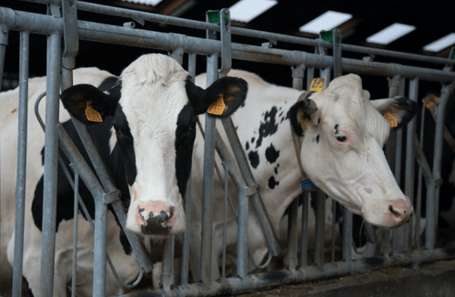 Evaluación Nutricional Profesional