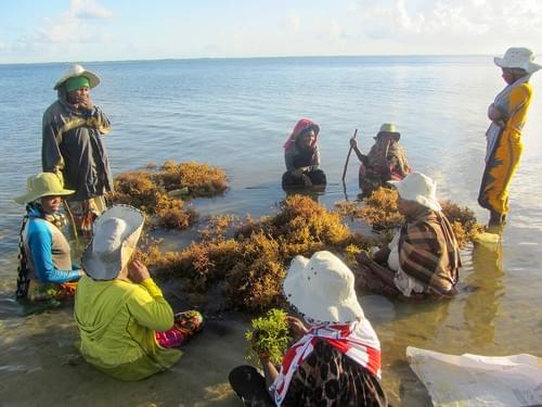 Seaweed Farming Experience