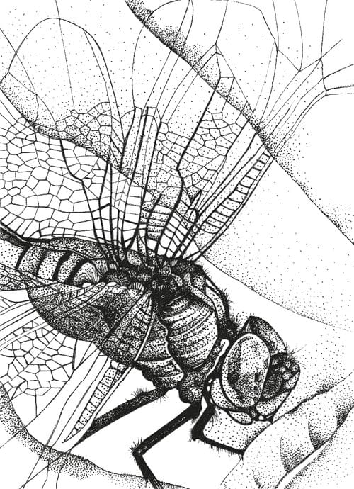Dragonfly Fine Art Print