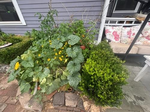 1420's Mound - 10 ft | 4x10, 3 ft crown